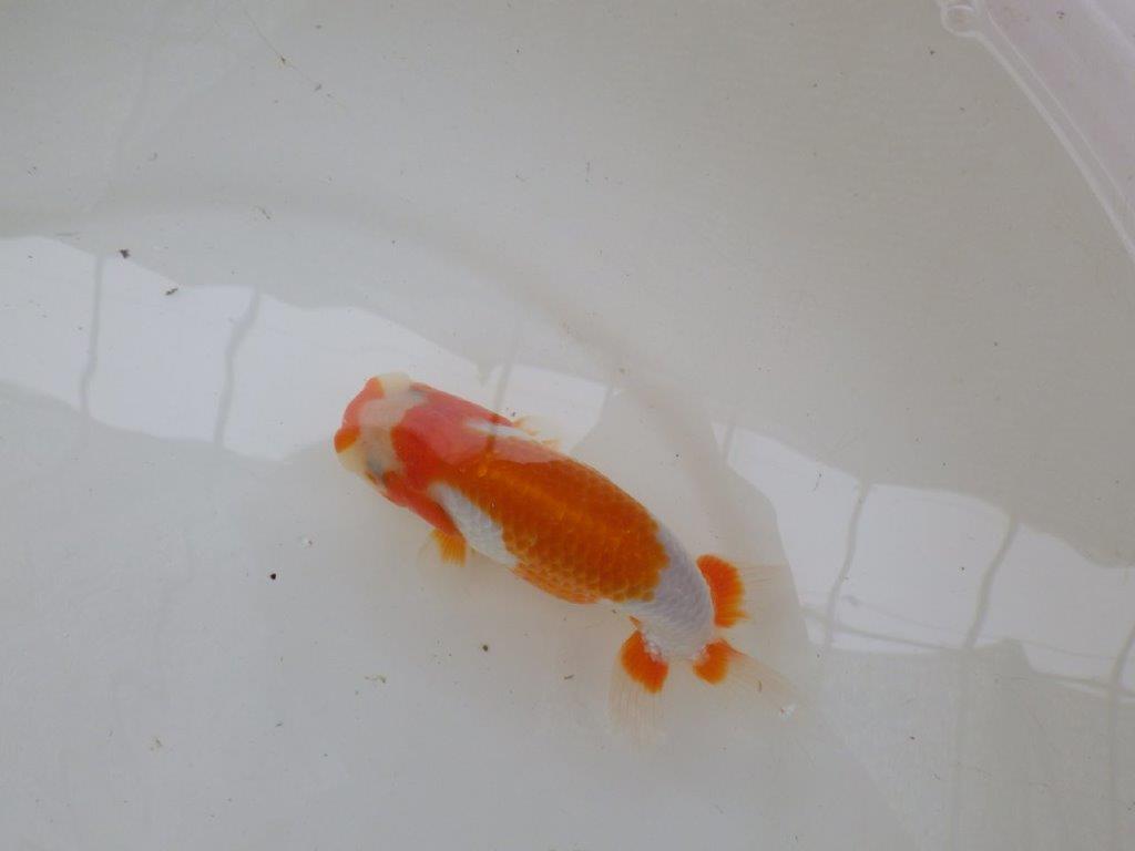 【管理魚大放出！！　当歳らんちゅう 】背なりも美しい更紗らんちゅう　約14cm