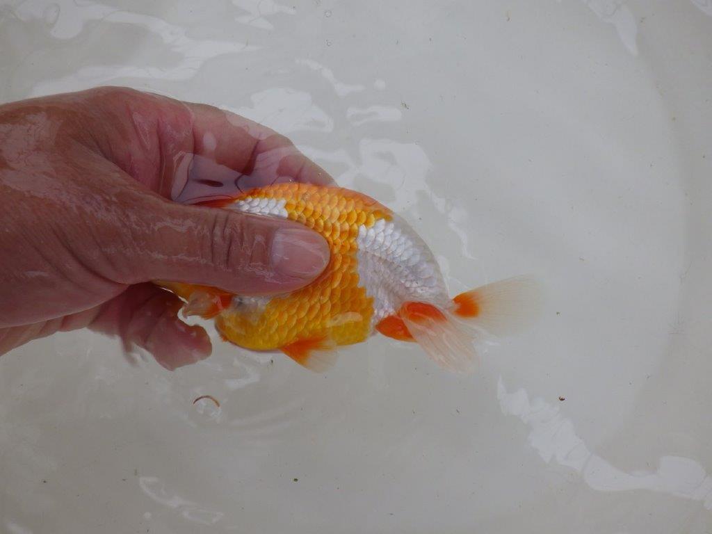 【管理魚大放出！！　当歳らんちゅう 】背なりも美しい更紗らんちゅう　約14cm