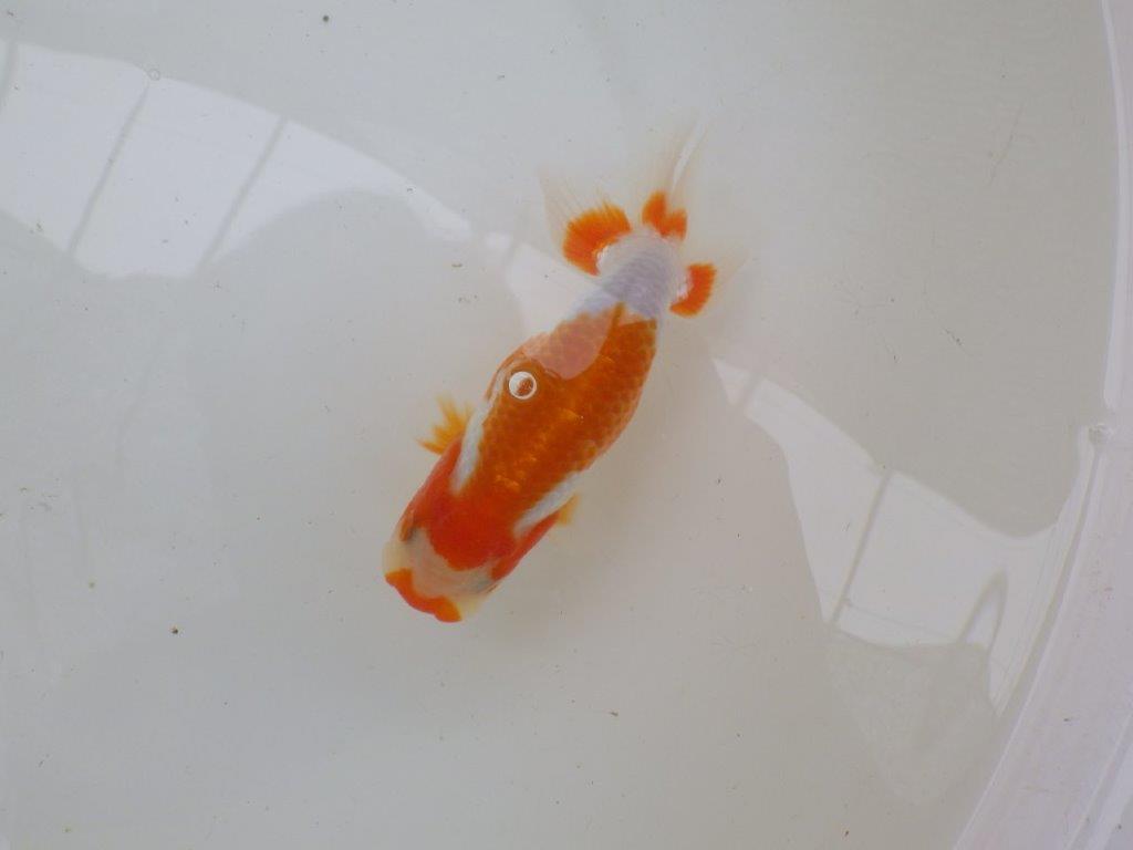 【管理魚大放出！！　当歳らんちゅう 】背なりも美しい更紗らんちゅう　約14cm