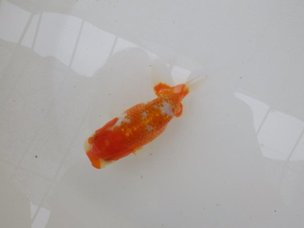 【管理魚大放出！！　当歳らんちゅう 】美しい柄の更紗らんちゅう　約1２cm  オス？