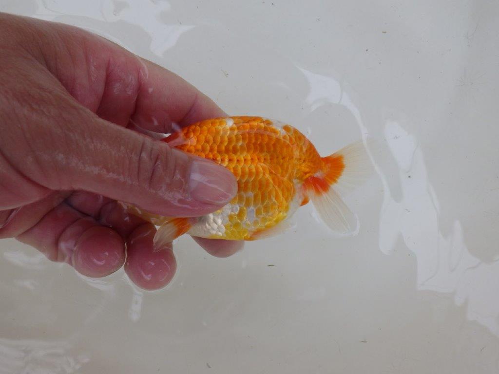 【管理魚大放出！！　当歳らんちゅう 】美しい柄の更紗らんちゅう　約1２cm  オス？