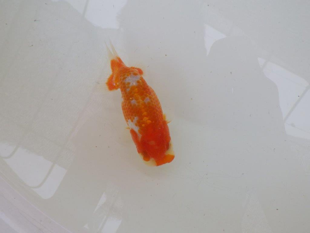 【管理魚大放出！！　当歳らんちゅう 】美しい柄の更紗らんちゅう　約1２cm  オス？