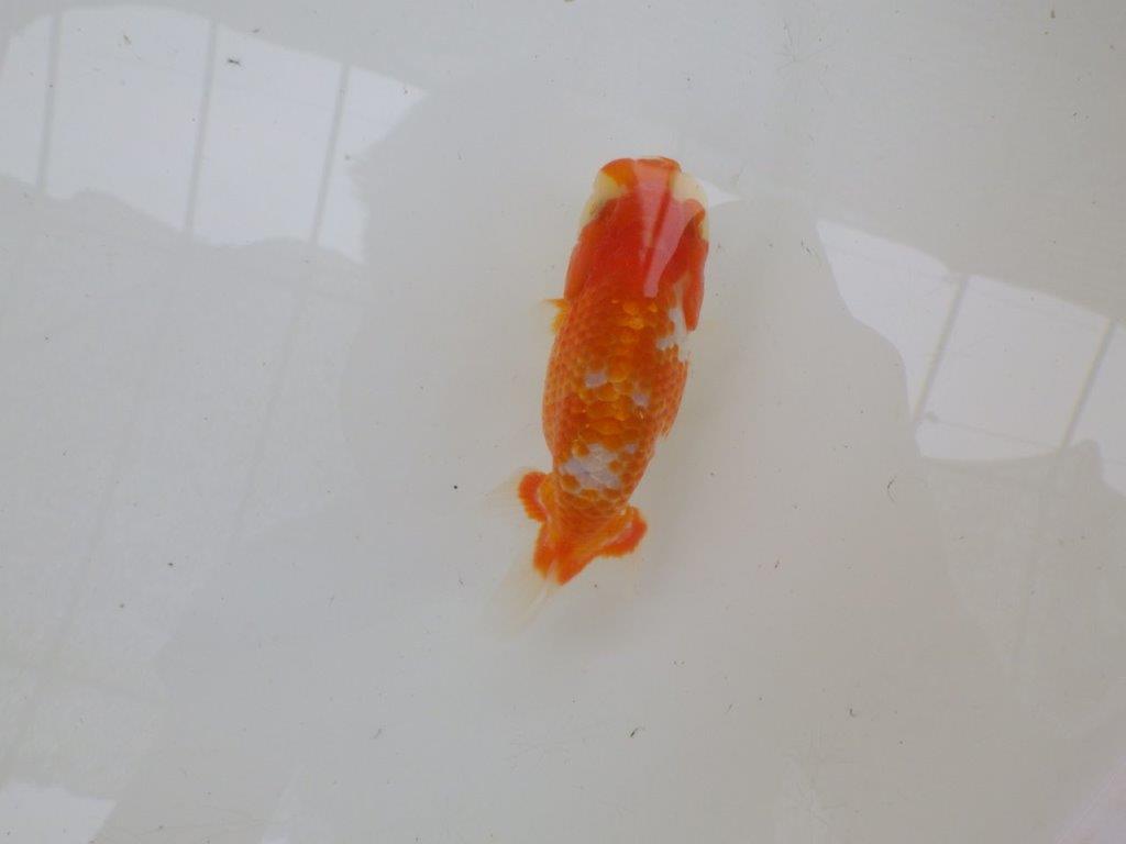 【管理魚大放出！！　当歳らんちゅう 】美しい柄の更紗らんちゅう　約1２cm  オス？の上身