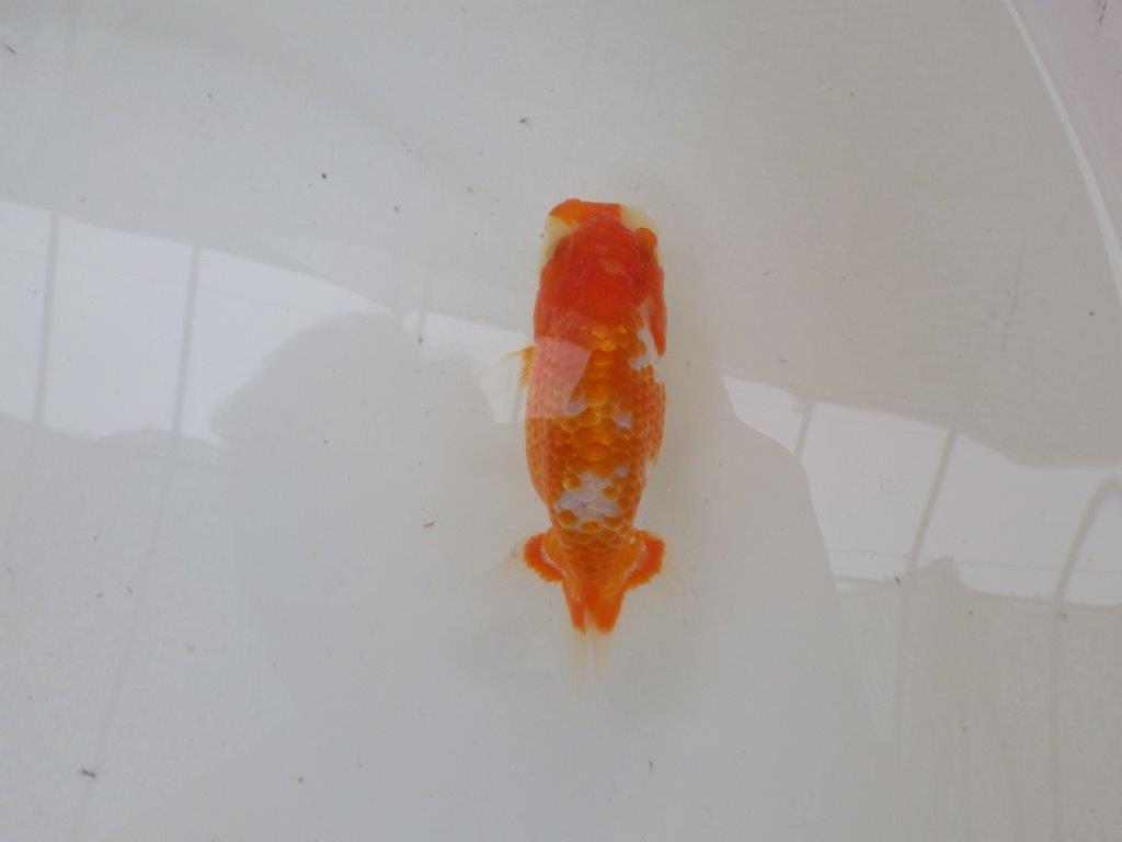【管理魚大放出！！　当歳らんちゅう 】美しい柄の更紗らんちゅう　約1２cm  オス？