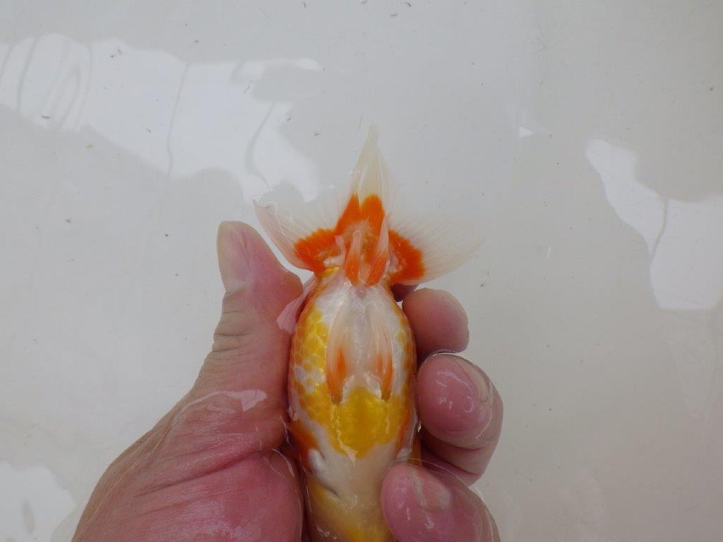 【管理魚大放出！！　当歳らんちゅう 】美しい柄の更紗らんちゅう　約1２cm  オス？