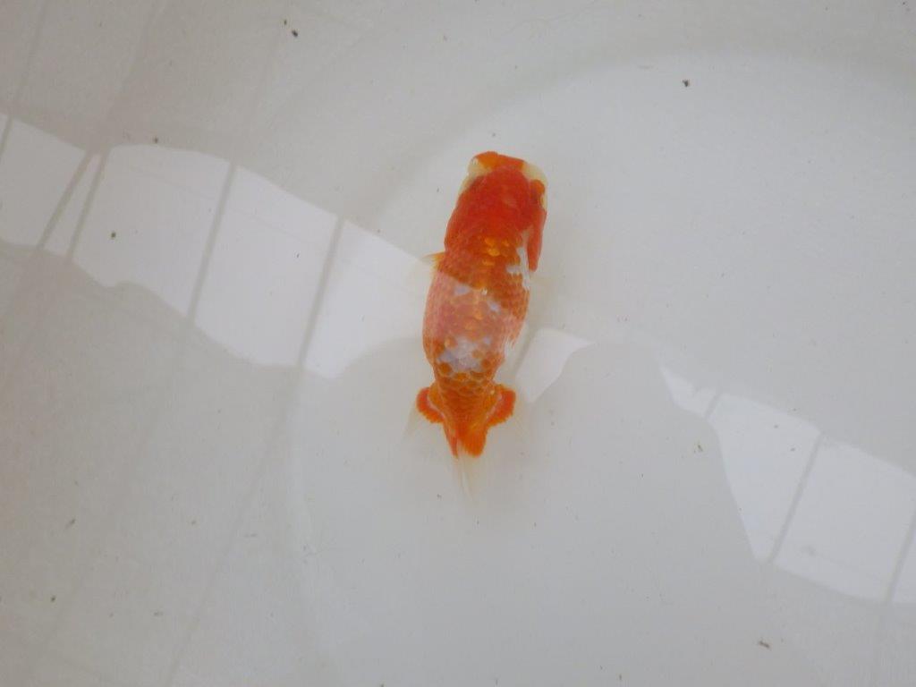 【管理魚大放出！！　当歳らんちゅう 】美しい柄の更紗らんちゅう　約1２cm  オス？