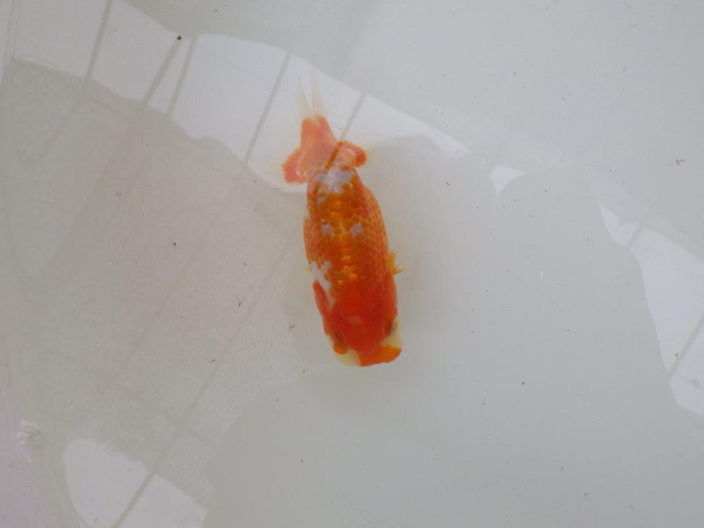 【管理魚大放出！！　当歳らんちゅう 】美しい柄の更紗らんちゅう　約1２cm  オス？