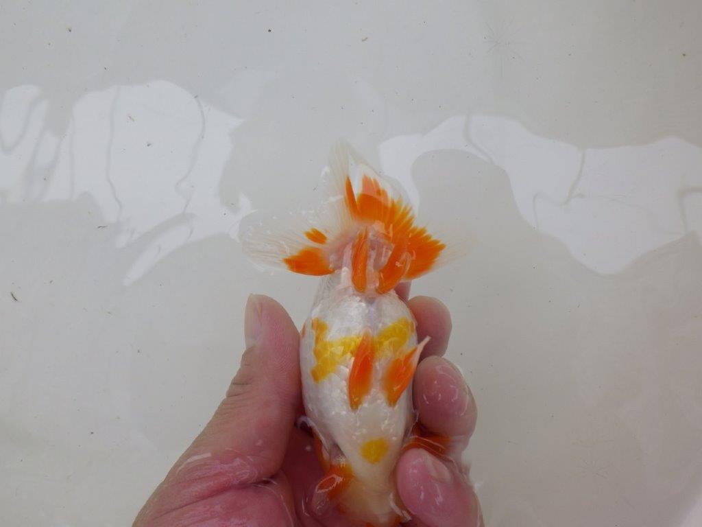 【管理魚大放出！！　当歳らんちゅう 】飼い込みお勧め更紗らんちゅう　約1２,5cm  メス？