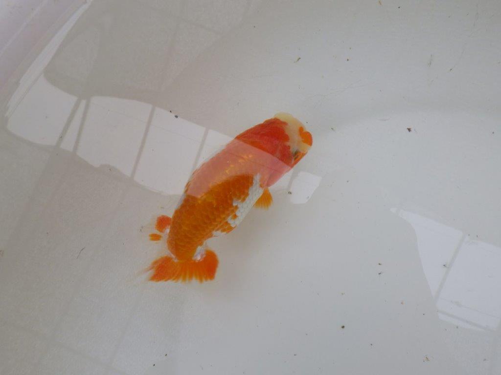 【管理魚大放出！！　当歳らんちゅう 】飼い込みお勧め更紗らんちゅう　約1２,5cm  メス？