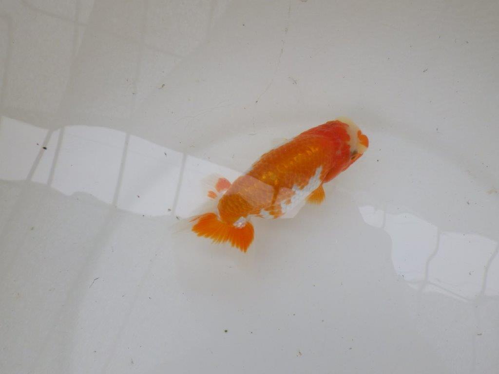 【管理魚大放出！！　当歳らんちゅう 】飼い込みお勧め更紗らんちゅう　約1２,5cm  メス？