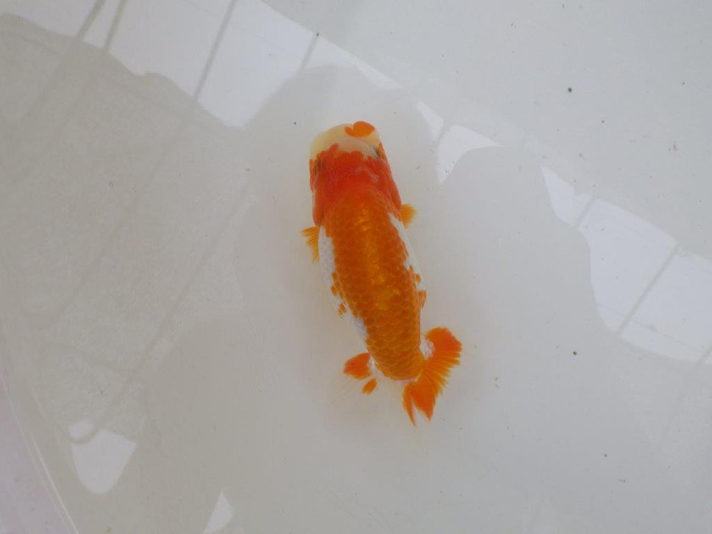 【管理魚大放出！！　当歳らんちゅう 】飼い込みお勧め更紗らんちゅう　約1２,5cm  メス？