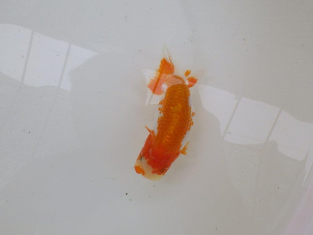 【管理魚大放出！！　当歳らんちゅう 】飼い込みお勧め更紗らんちゅう　約1２,5cm  メス？