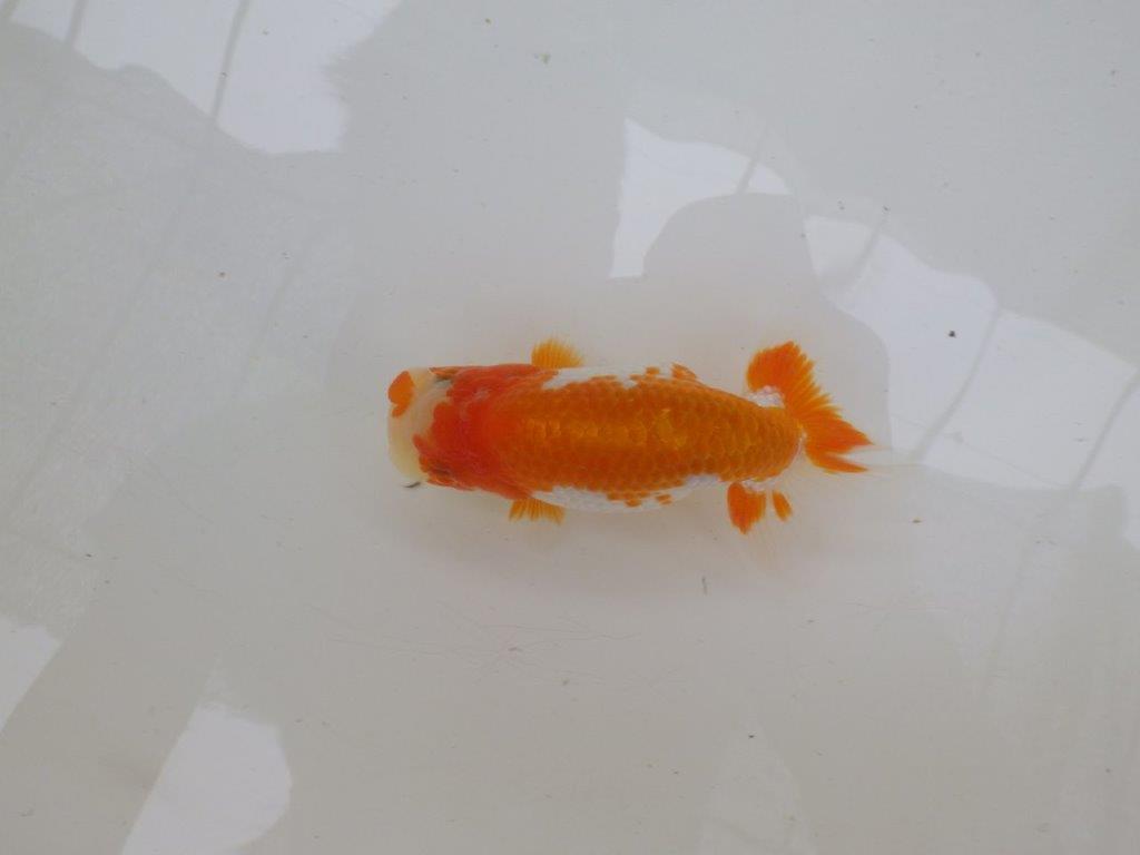 【管理魚大放出！！　当歳らんちゅう 】飼い込みお勧め更紗らんちゅう　約1２,5cm  メス？の上身