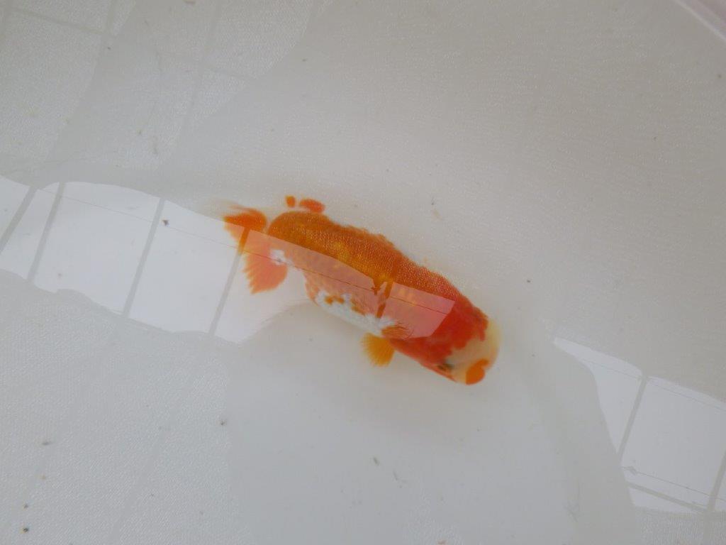 【管理魚大放出！！　当歳らんちゅう 】飼い込みお勧め更紗らんちゅう　約1２,5cm  メス？