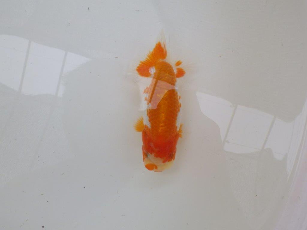 【管理魚大放出！！　当歳らんちゅう 】飼い込みお勧め更紗らんちゅう　約1２,5cm  メス？