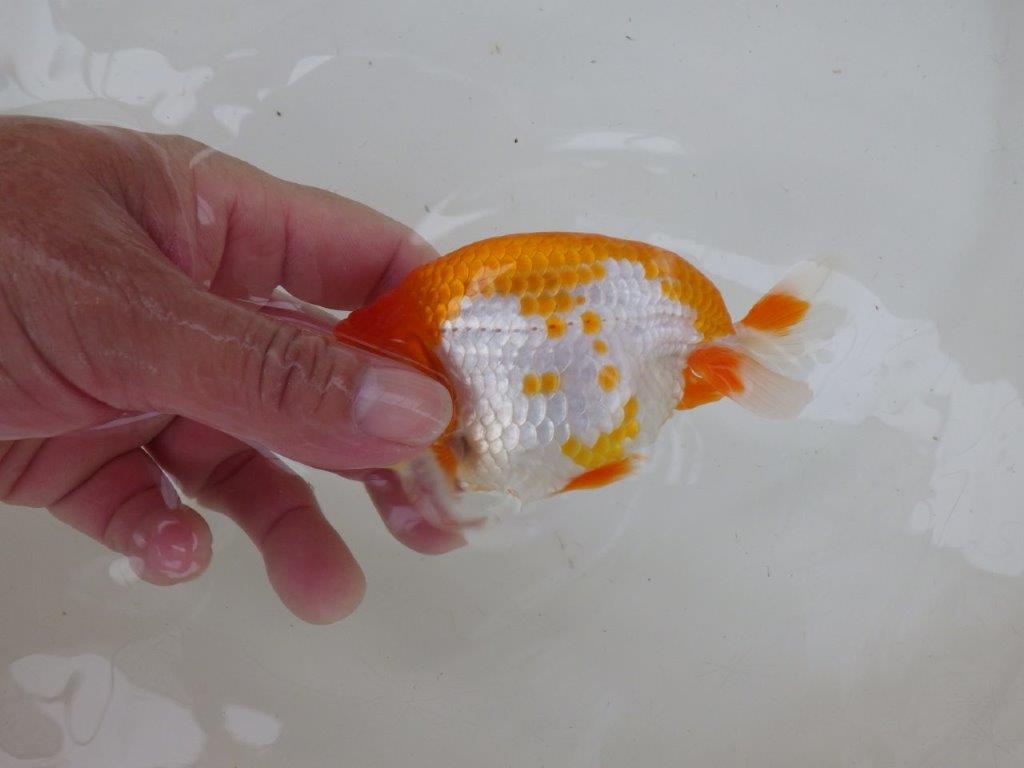 【管理魚大放出！！　当歳らんちゅう 】飼い込みお勧め更紗らんちゅう　約1２,5cm  メス？