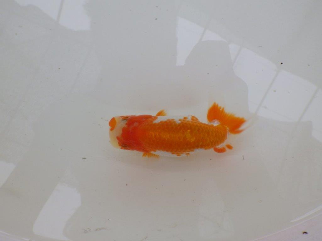【管理魚大放出！！　当歳らんちゅう 】飼い込みお勧め更紗らんちゅう　約1２,5cm  メス？
