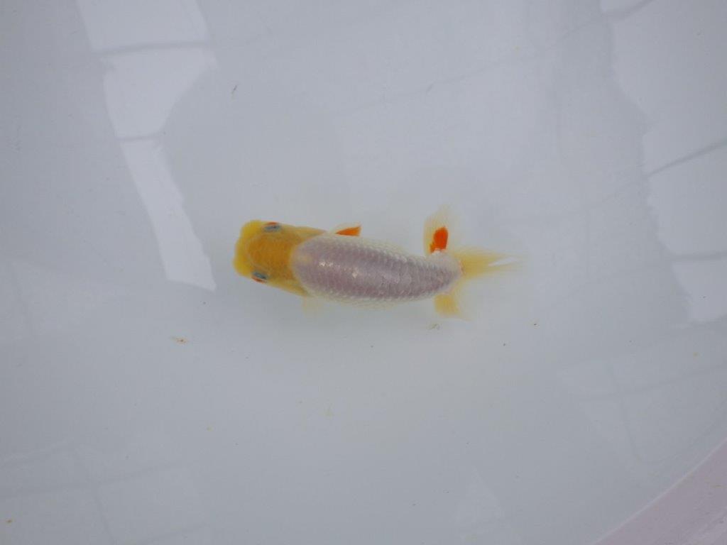 【管理魚大放出！！　当歳らんちゅう 】希少な白らんちゅう　約1１cm  メス？