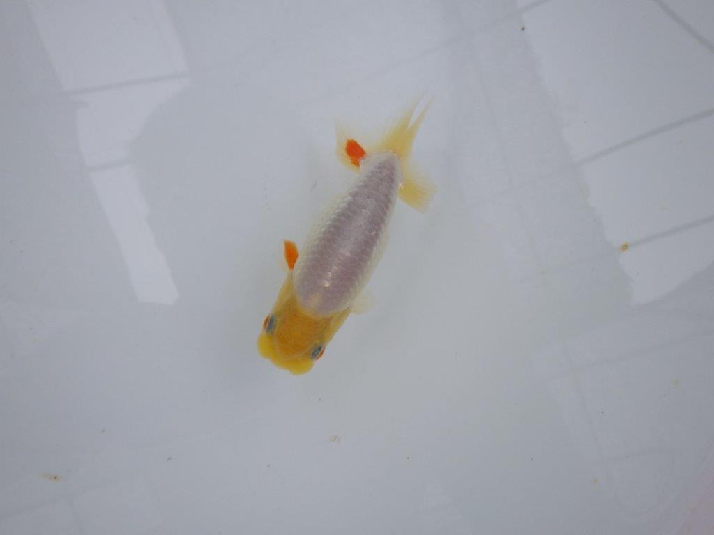 【管理魚大放出！！　当歳らんちゅう 】希少な白らんちゅう　約1１cm  メス？
