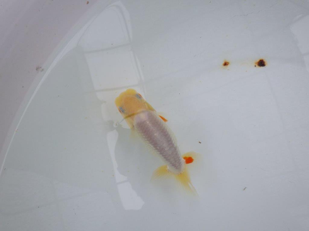 【管理魚大放出！！　当歳らんちゅう 】希少な白らんちゅう　約1１cm  メス？