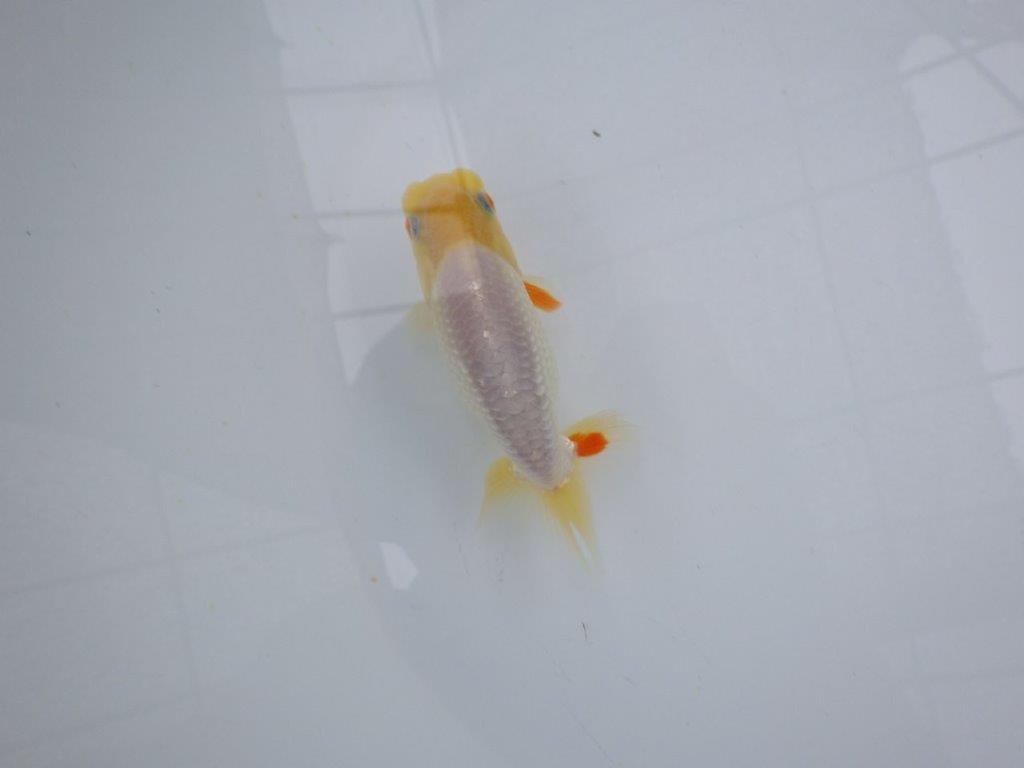 【管理魚大放出！！　当歳らんちゅう 】希少な白らんちゅう　約1１cm  メス？