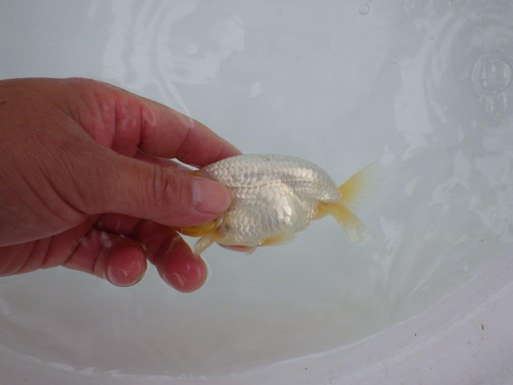 【管理魚大放出！！　当歳らんちゅう 】希少な白らんちゅう　約1１cm  メス？