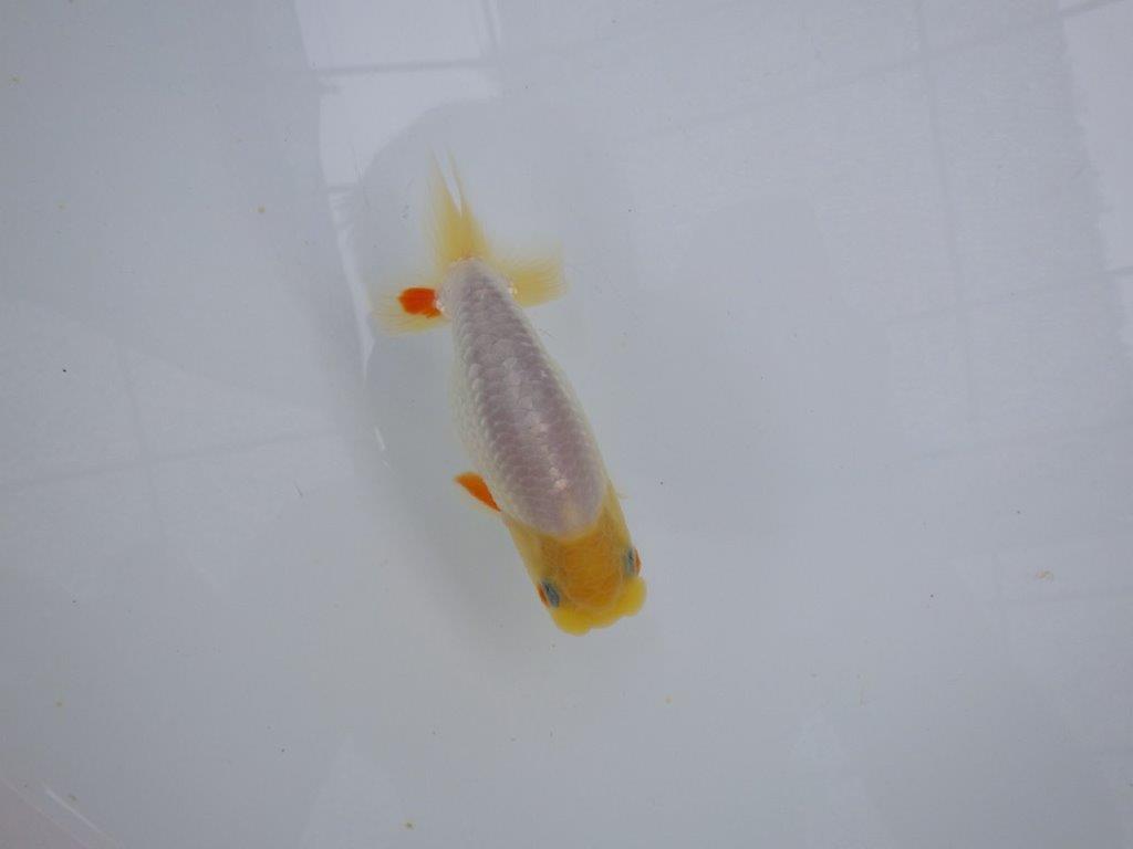 【管理魚大放出！！　当歳らんちゅう 】希少な白らんちゅう　約1１cm  メス？の上身