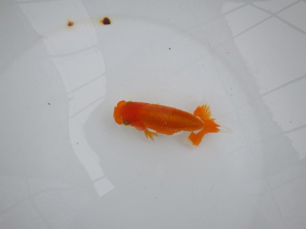 【管理魚大放出！！　当歳らんちゅう 】色艶の良い更紗らんちゅう　約12cm  メス？