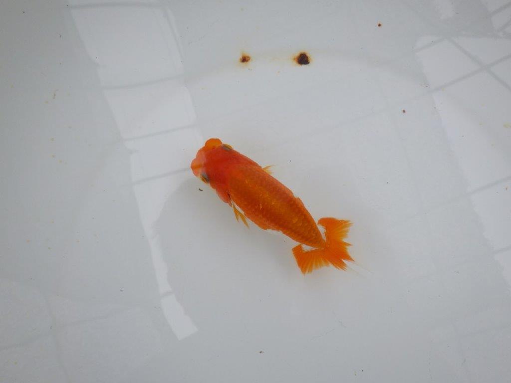 【管理魚大放出！！　当歳らんちゅう 】色艶の良い更紗らんちゅう　約12cm  メス？