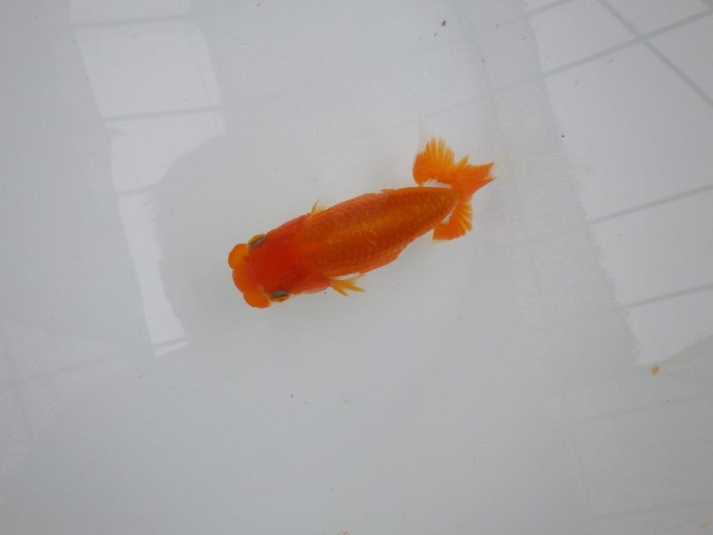 【管理魚大放出！！　当歳らんちゅう 】色艶の良い更紗らんちゅう　約12cm  メス？