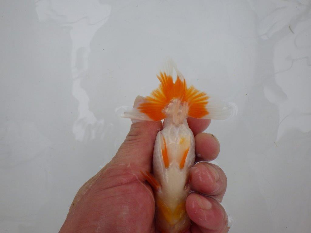 【管理魚大放出！！　当歳らんちゅう 】色艶の良い更紗らんちゅう　約12cm  メス？