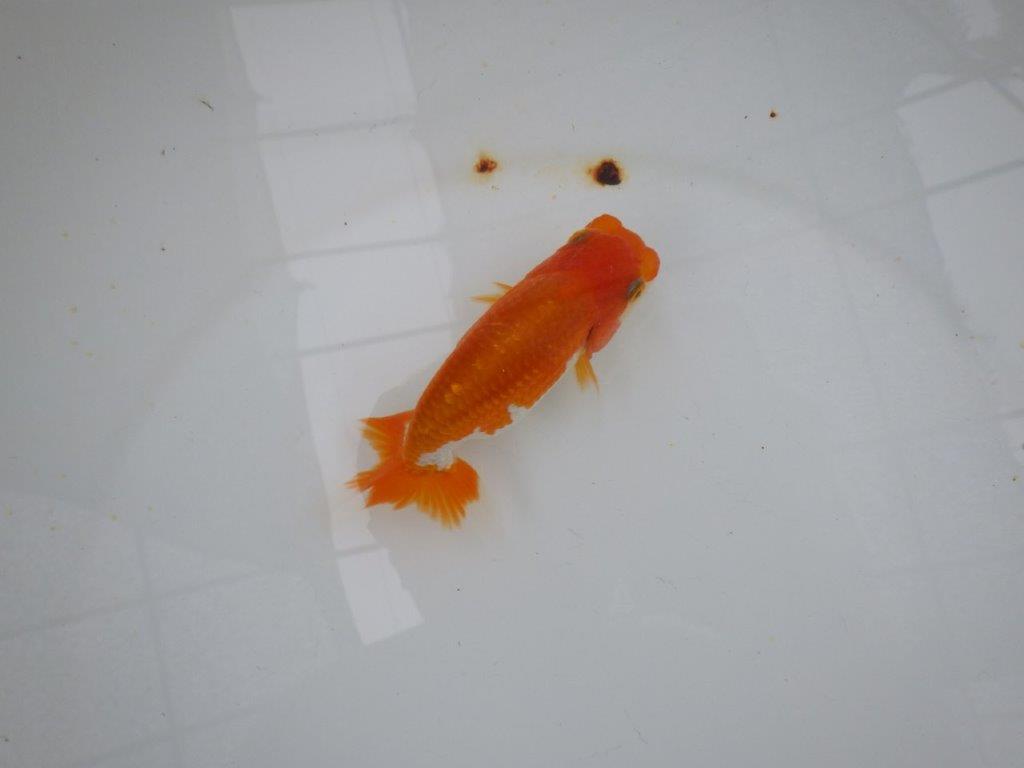 【管理魚大放出！！　当歳らんちゅう 】色艶の良い更紗らんちゅう　約12cm  メス？の上身