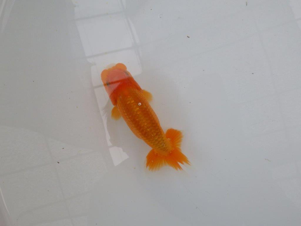 【管理魚大放出！！　当歳らんちゅう 】頭の良いらんちゅう　約12,5cm  オス？の上身