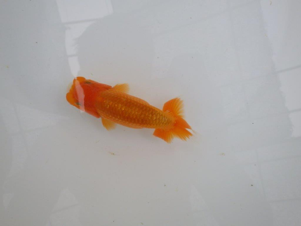 【管理魚大放出！！　当歳らんちゅう 】頭の良いらんちゅう　約12,5cm  オス？