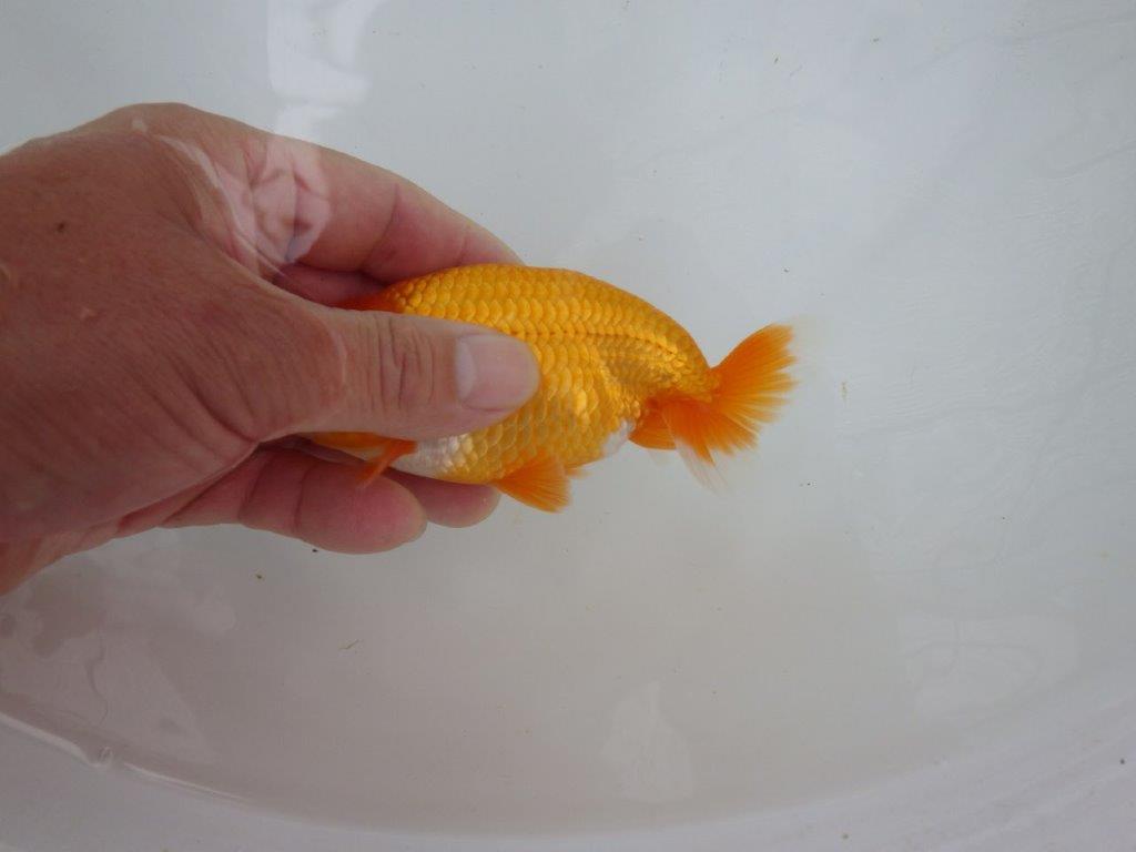 【管理魚大放出！！　当歳らんちゅう 】頭の良いらんちゅう　約12,5cm  オス？