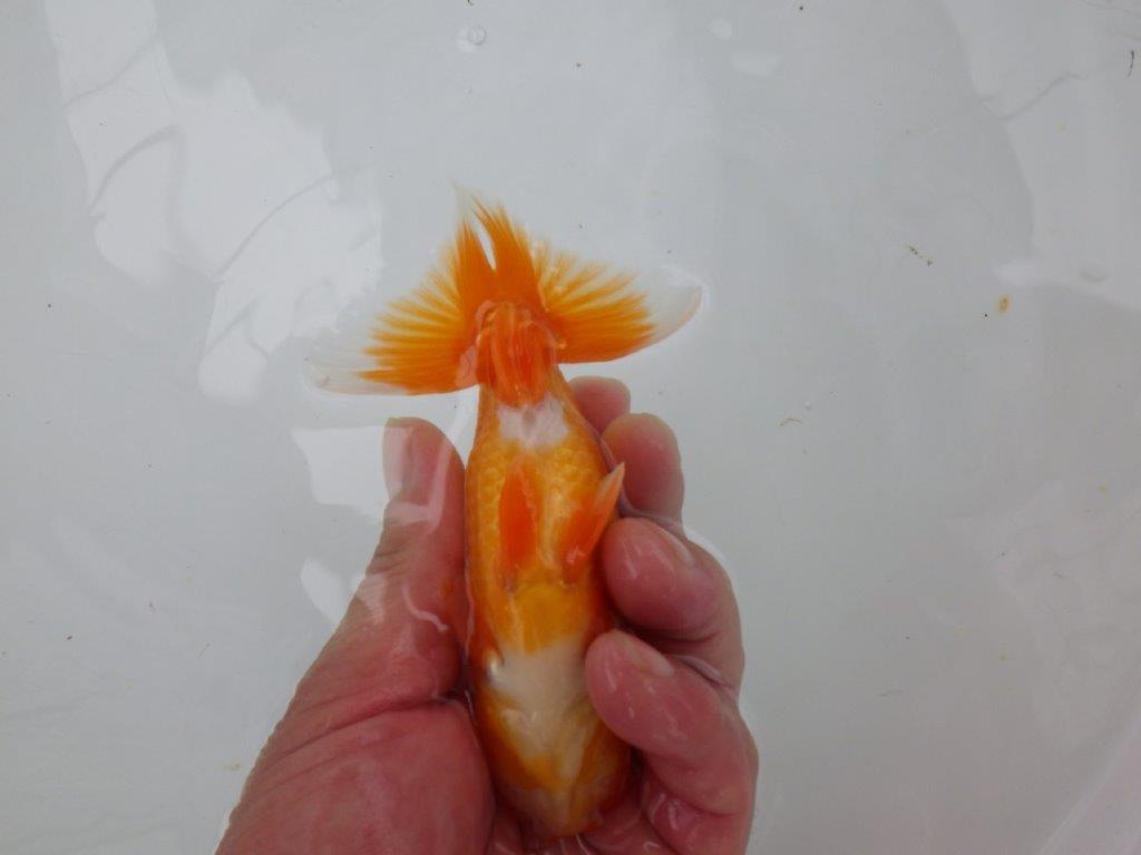 【管理魚大放出！！　当歳らんちゅう 】頭の良いらんちゅう　約12,5cm  オス？