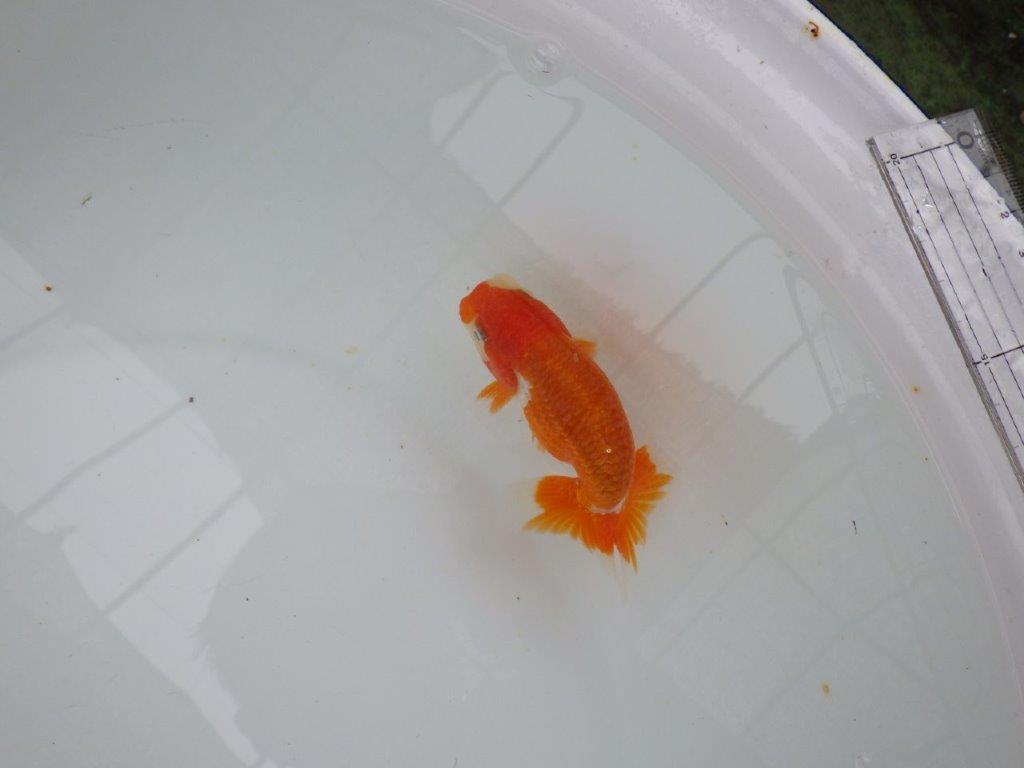 【管理魚大放出！！　当歳らんちゅう 】尾張りが良く種にもお勧めのらんちゅう　約12cm  オス？