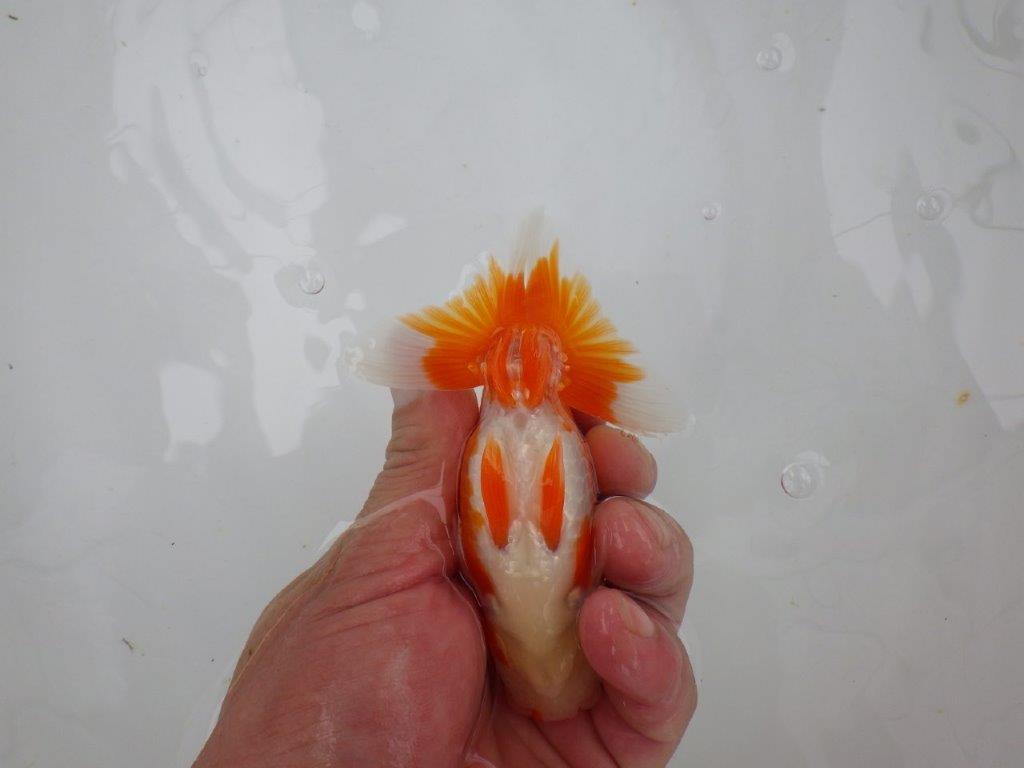 【管理魚大放出！！　当歳らんちゅう 】尾張りが良く種にもお勧めのらんちゅう　約12cm  オス？
