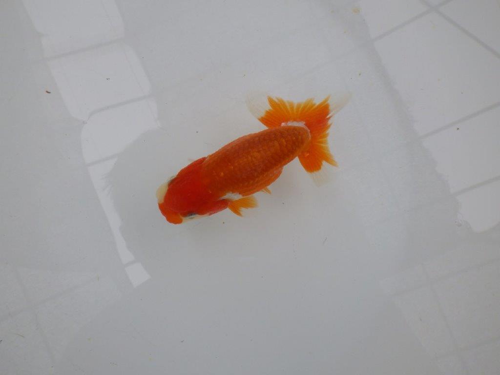 【管理魚大放出！！　当歳らんちゅう 】尾張りが良く種にもお勧めのらんちゅう　約12cm  オス？