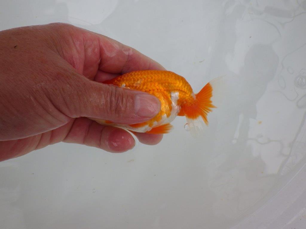【管理魚大放出！！　当歳らんちゅう 】尾張りが良く種にもお勧めのらんちゅう　約12cm  オス？