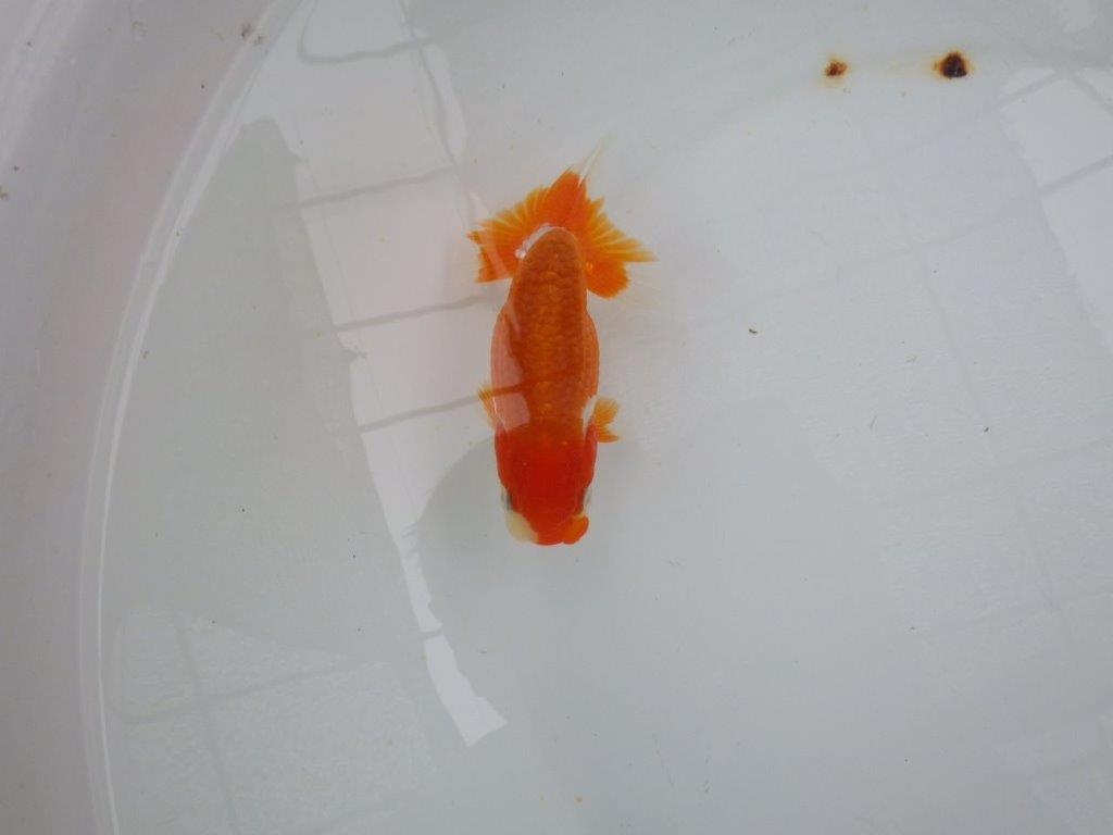 【管理魚大放出！！　当歳らんちゅう 】尾張りが良く種にもお勧めのらんちゅう　約12cm  オス？の上身