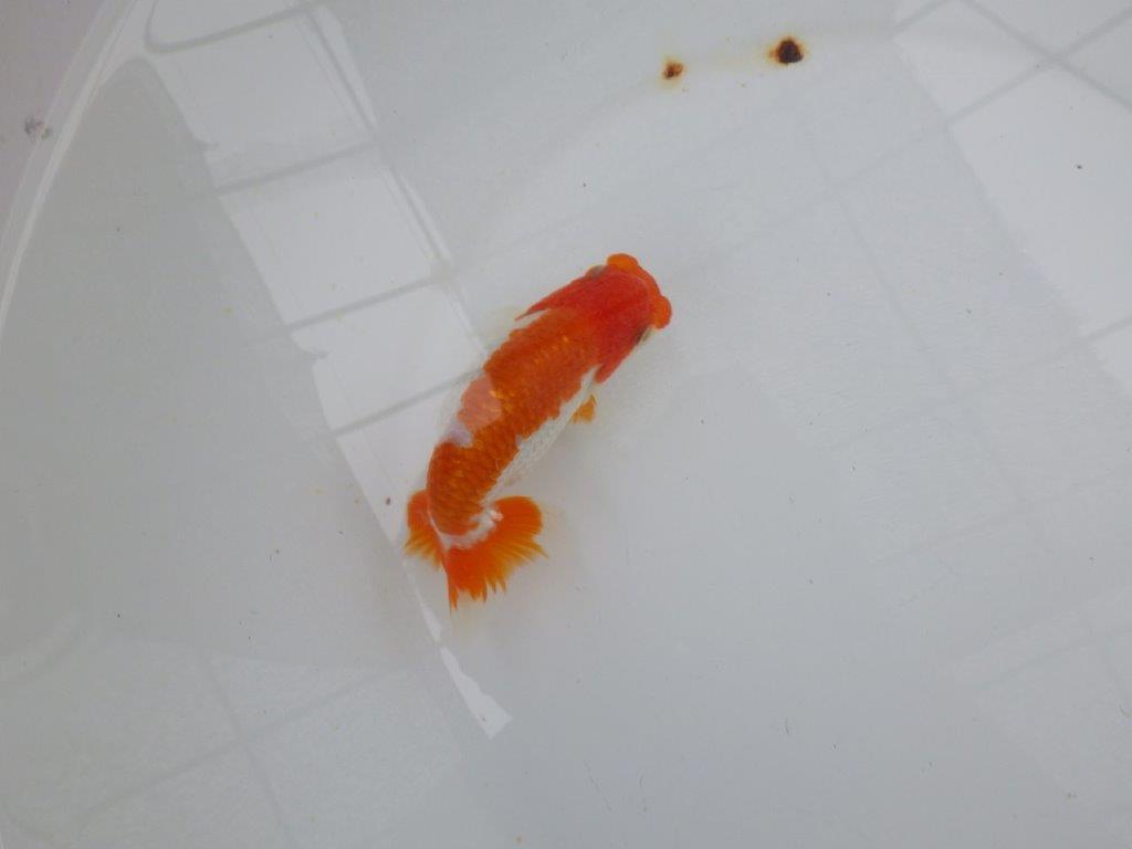 【管理魚大放出！！　当歳らんちゅう 】頭・尾型・色艶の良いらんちゅう　約12,5cm