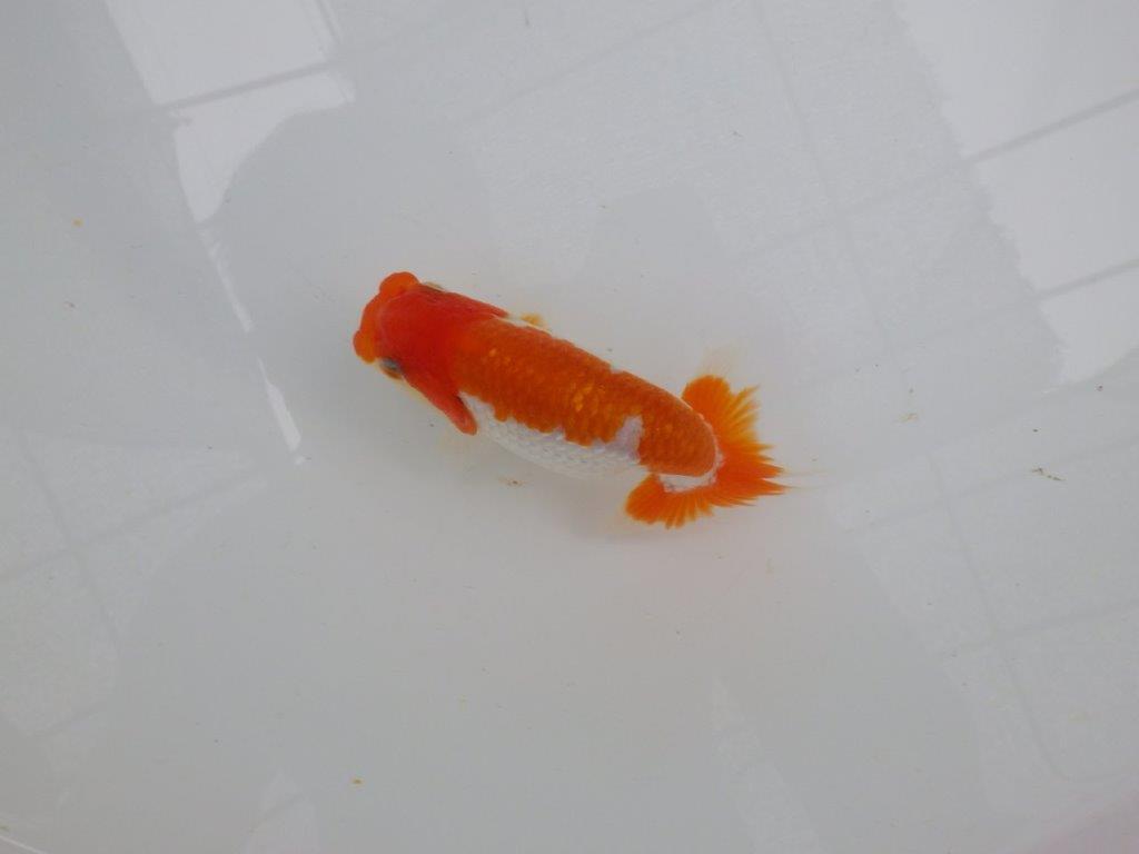 【管理魚大放出！！　当歳らんちゅう 】頭・尾型・色艶の良いらんちゅう　約12,5cmの上身