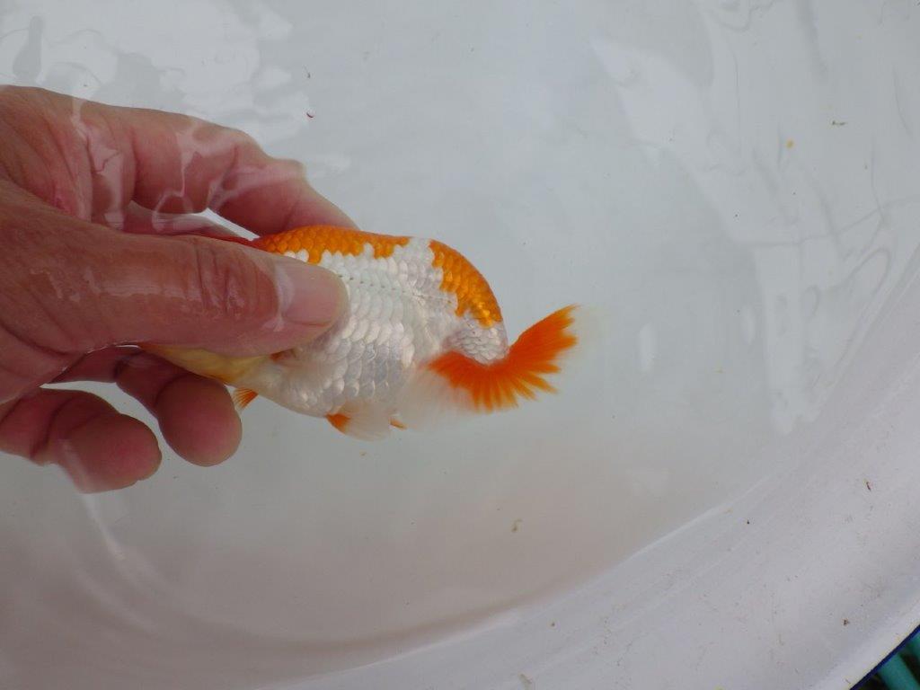 【管理魚大放出！！　当歳らんちゅう 】頭・尾型・色艶の良いらんちゅう　約12,5cm