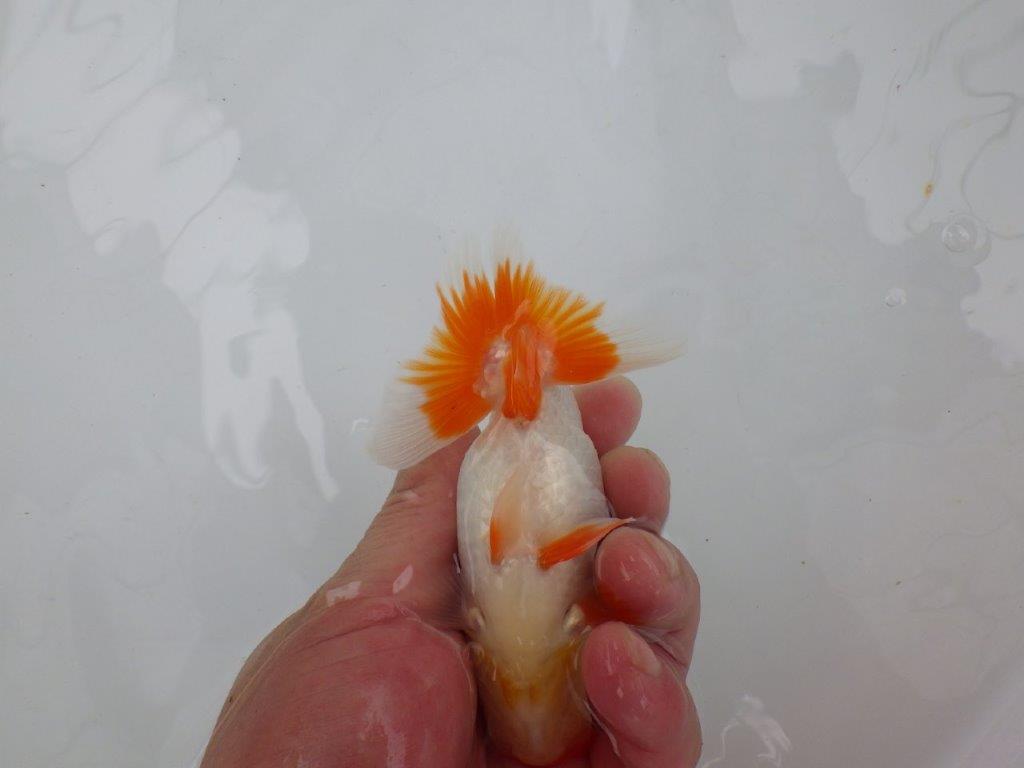 【管理魚大放出！！　当歳らんちゅう 】頭・尾型・色艶の良いらんちゅう　約12,5cm