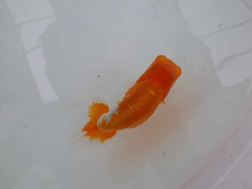 【管理魚大放出！！　当歳らんちゅう 】背も綺麗で水槽映えらんちゅう　約13cm  メス？