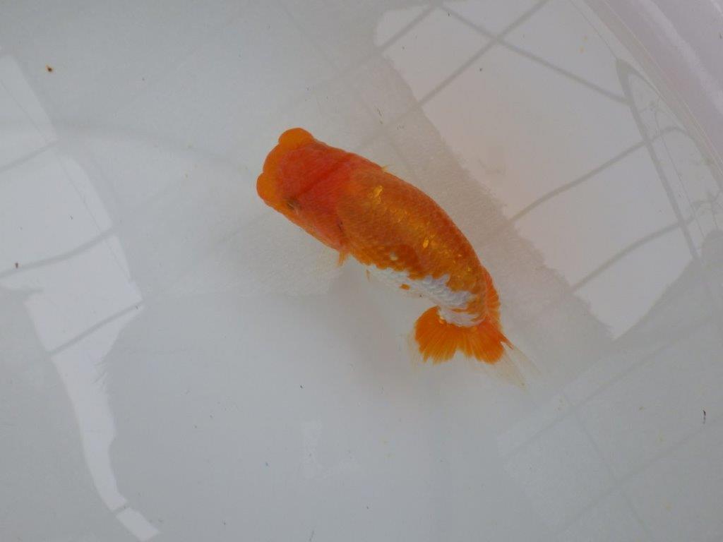 【管理魚大放出！！　当歳らんちゅう 】背も綺麗で水槽映えらんちゅう　約13cm  メス？
