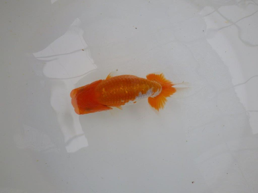 【管理魚大放出！！　当歳らんちゅう 】背も綺麗で水槽映えらんちゅう　約13cm  メス？