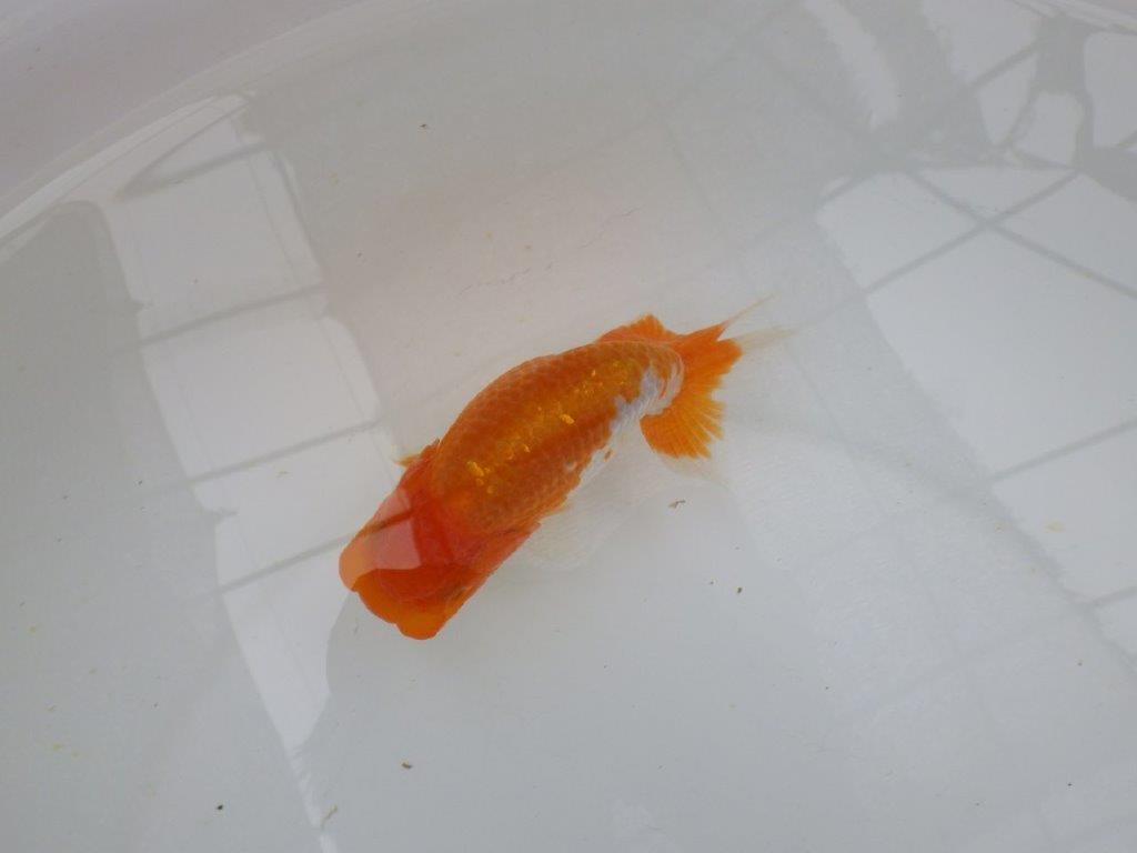 【管理魚大放出！！　当歳らんちゅう 】背も綺麗で水槽映えらんちゅう　約13cm  メス？