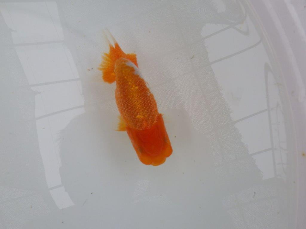 【管理魚大放出！！　当歳らんちゅう 】背も綺麗で水槽映えらんちゅう　約13cm  メス？の上身